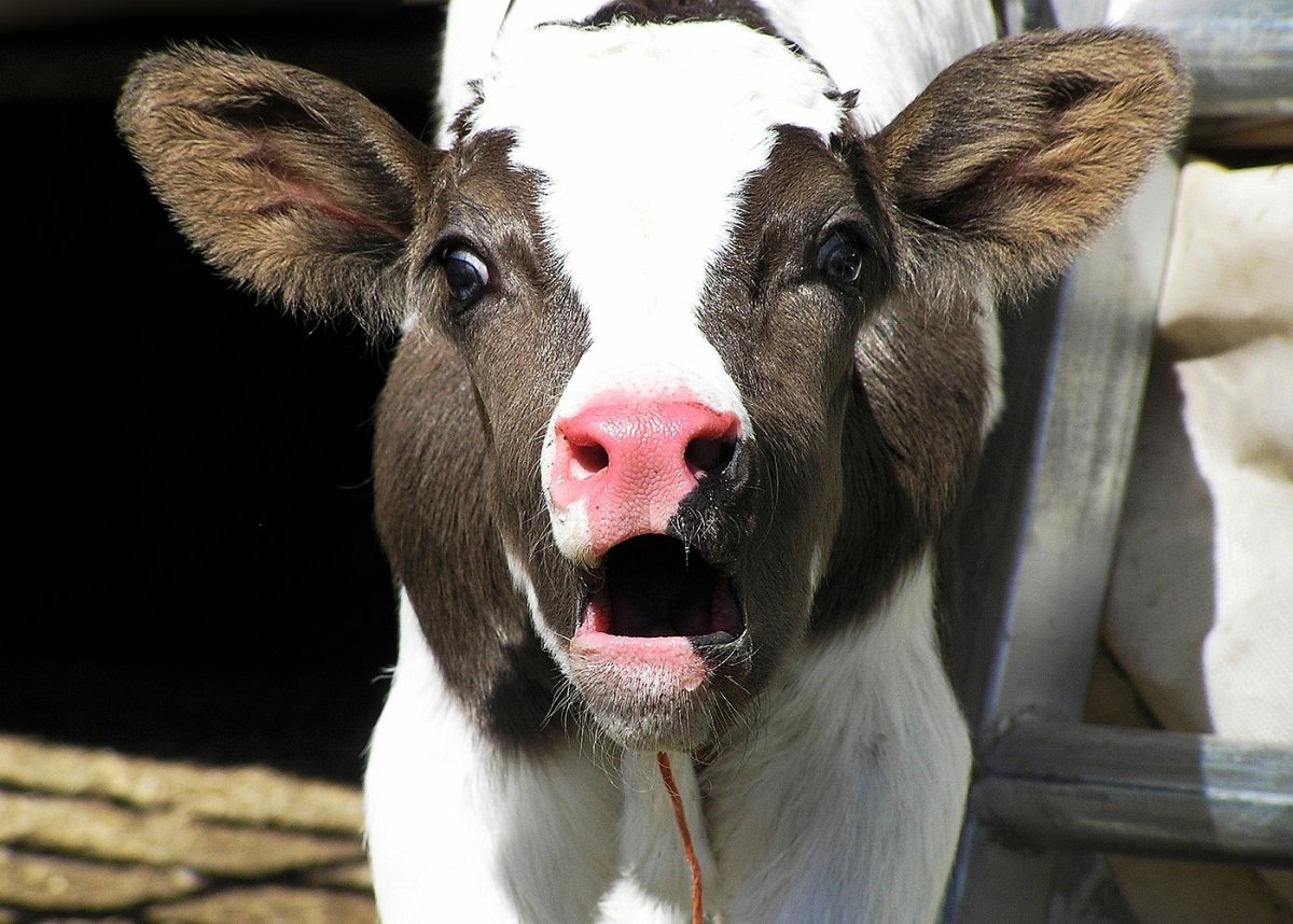 Корова мычит