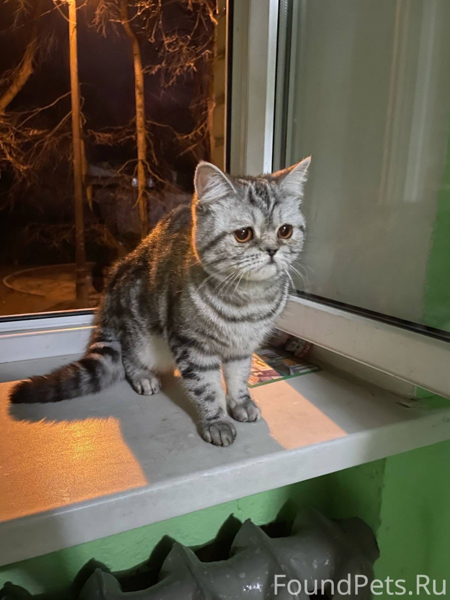 Чулки с котиками