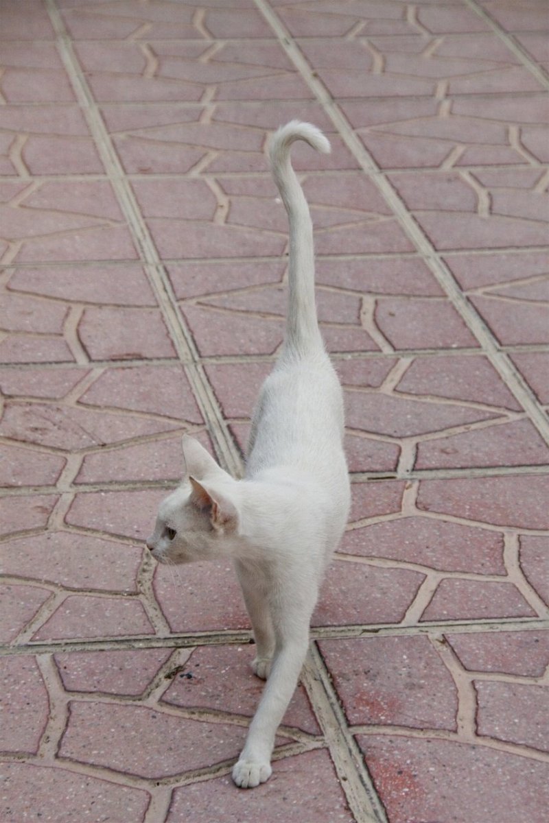 Худая собака