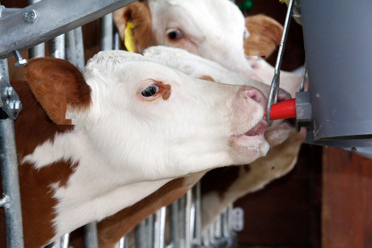 Молочные телята