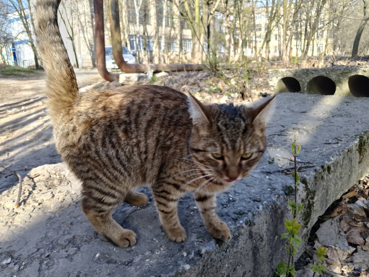 Злой канадский сфинкс