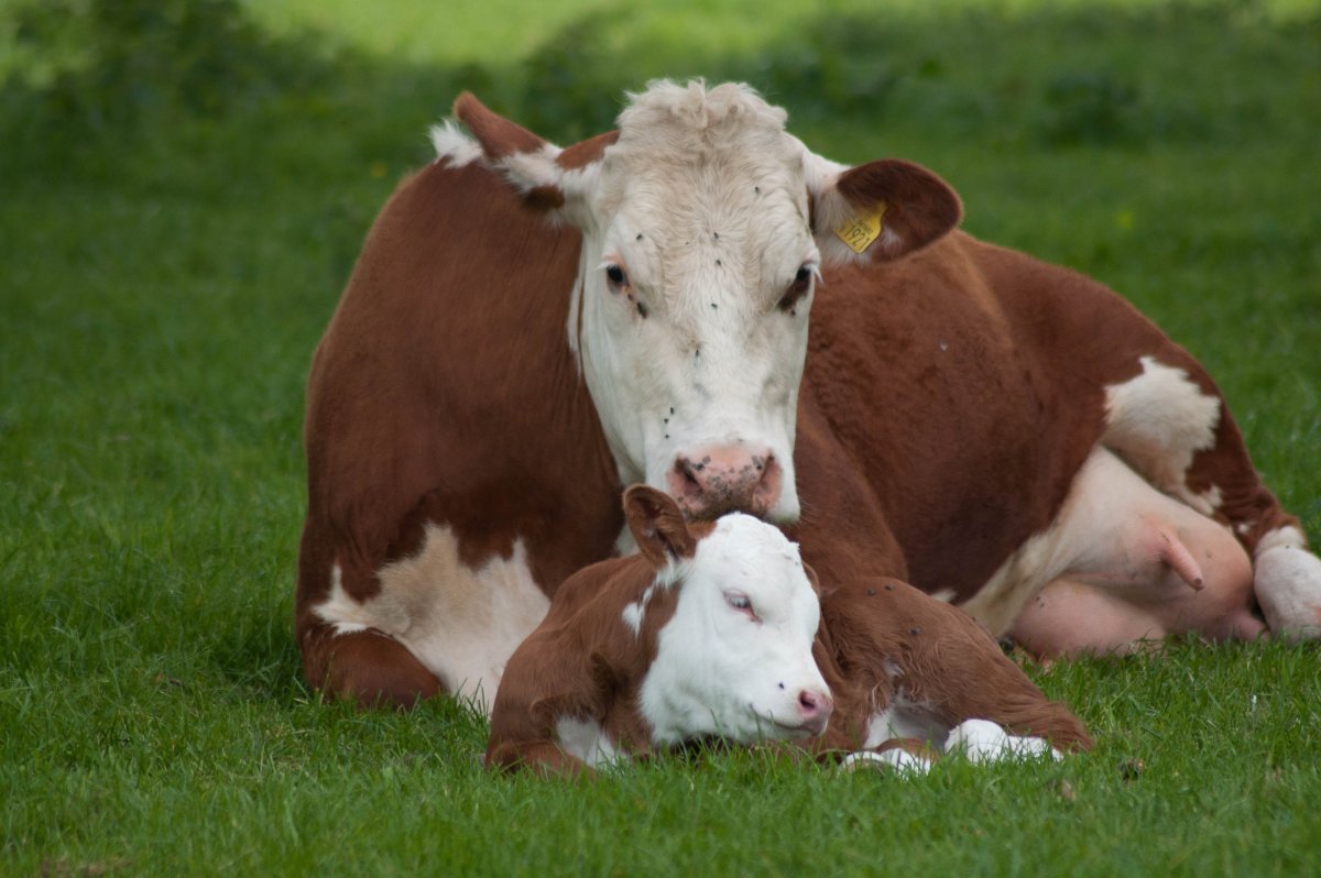 Теленок с мамой