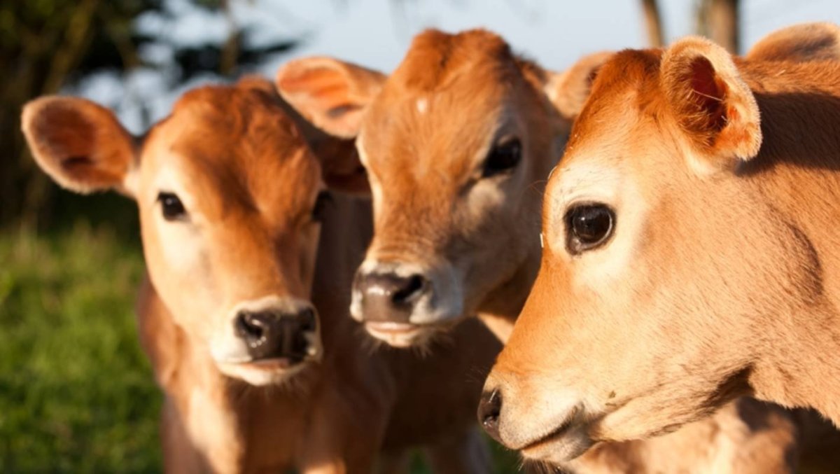 Бычки и коровки