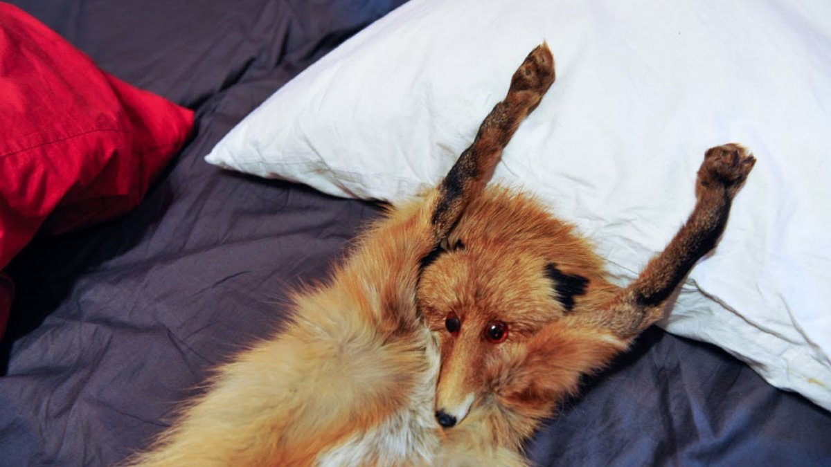 Коты Воители шрам