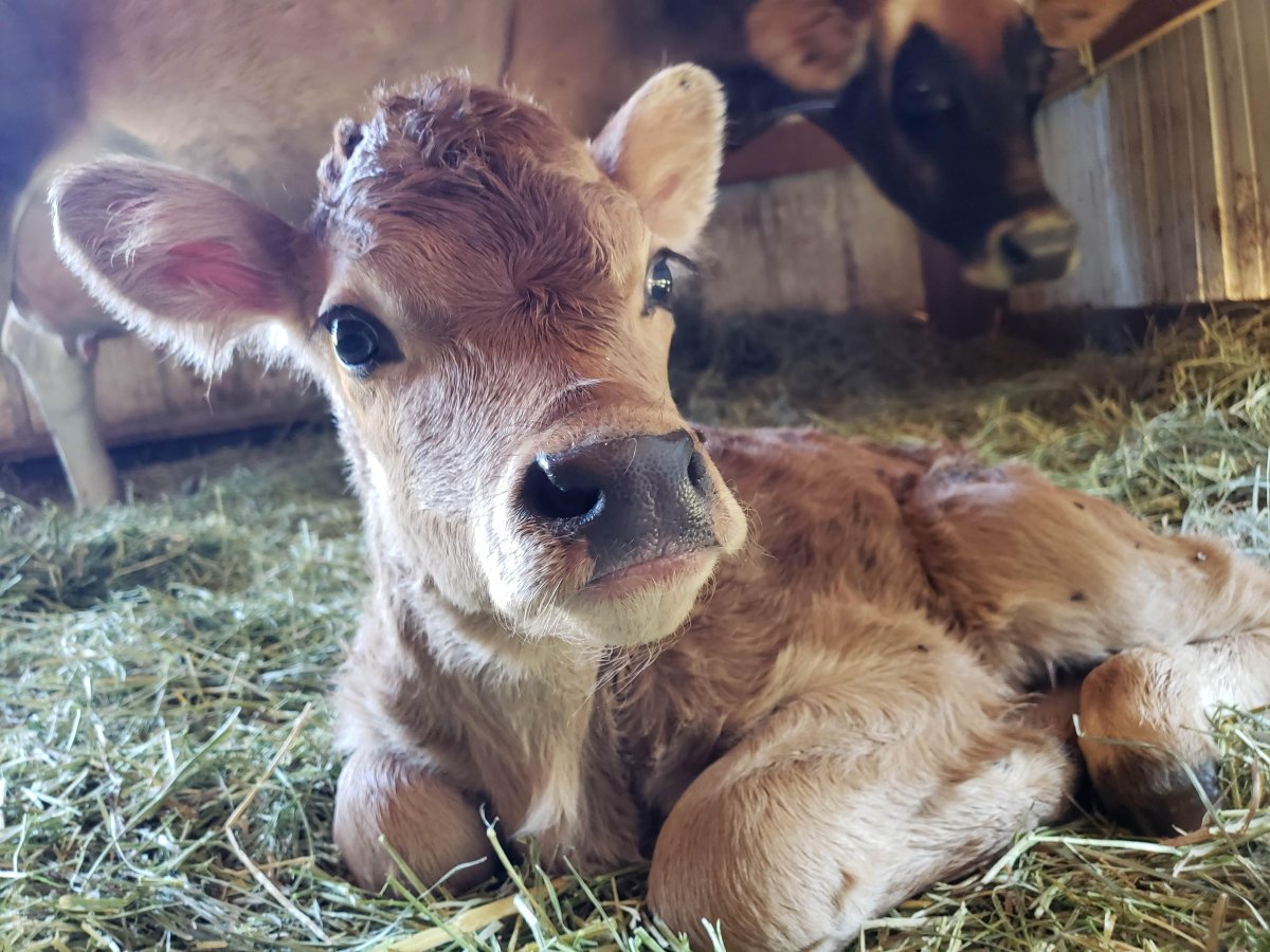 Новорожденный телеленок