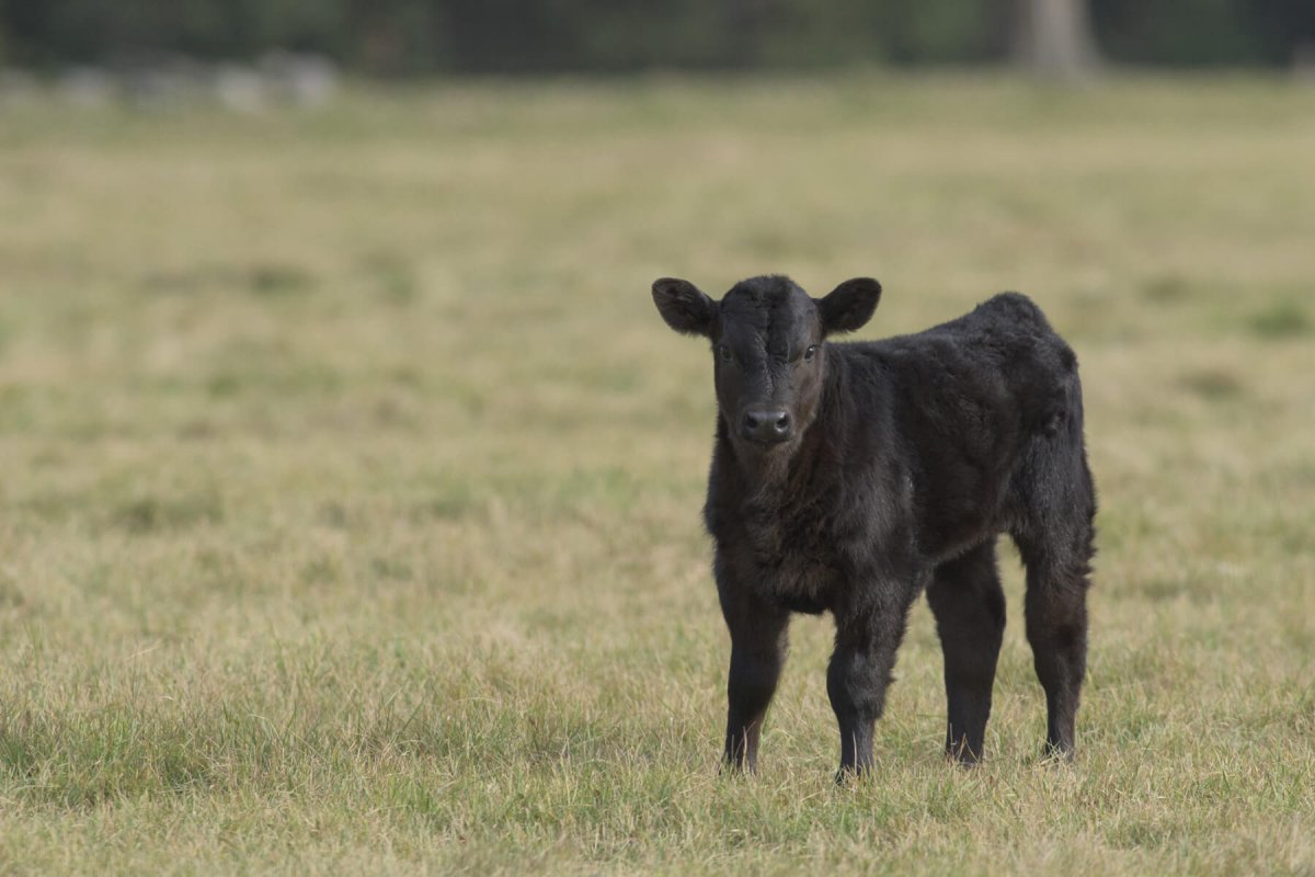 Блэк Ангус корова и теленок