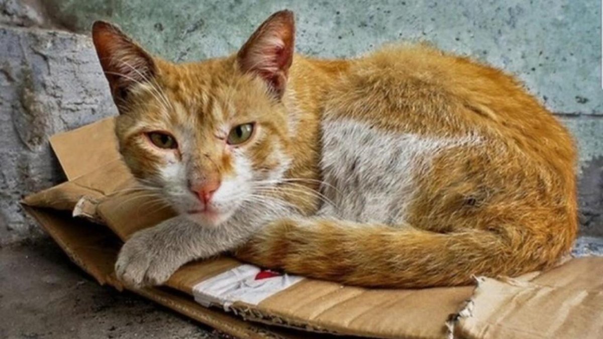 Худая кошка