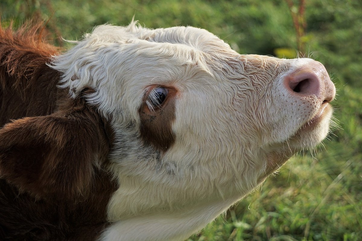 Чебаркульская корова