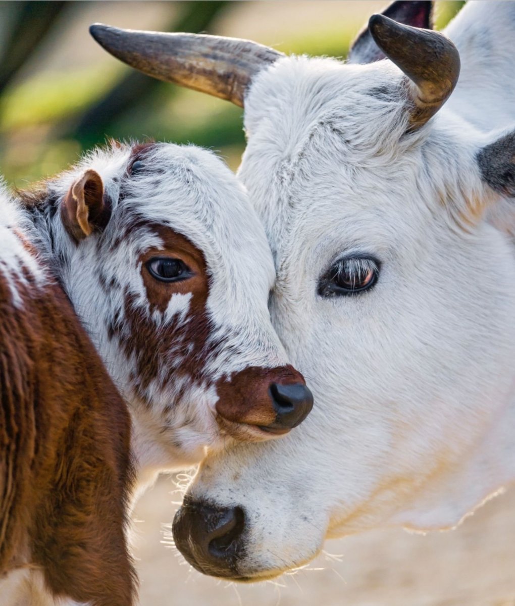 Белая корова