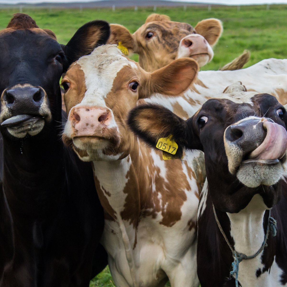 Сельскохозяйственные животные