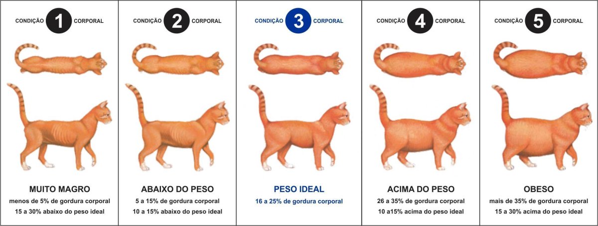 Мочекаменная болезнь у котов симптомы