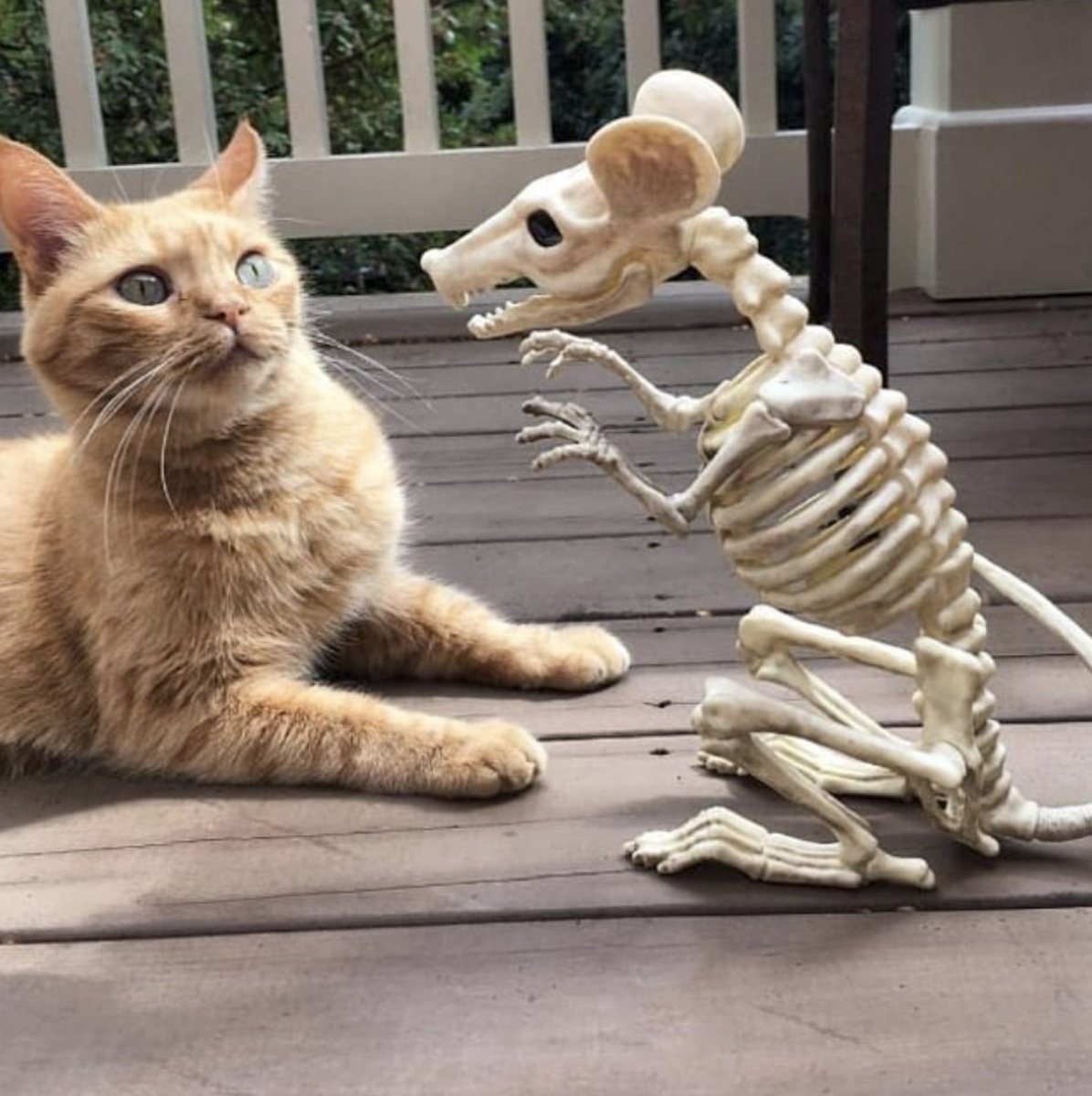 Рисовать черного кота