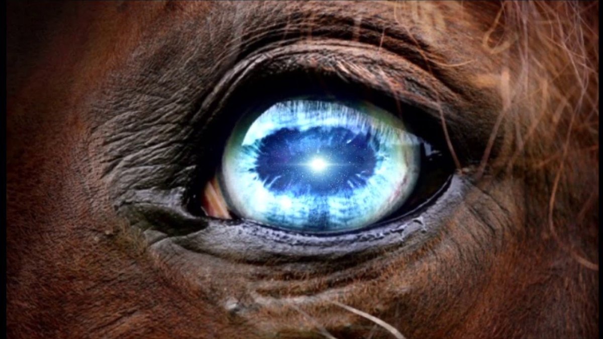 Зрачок коня