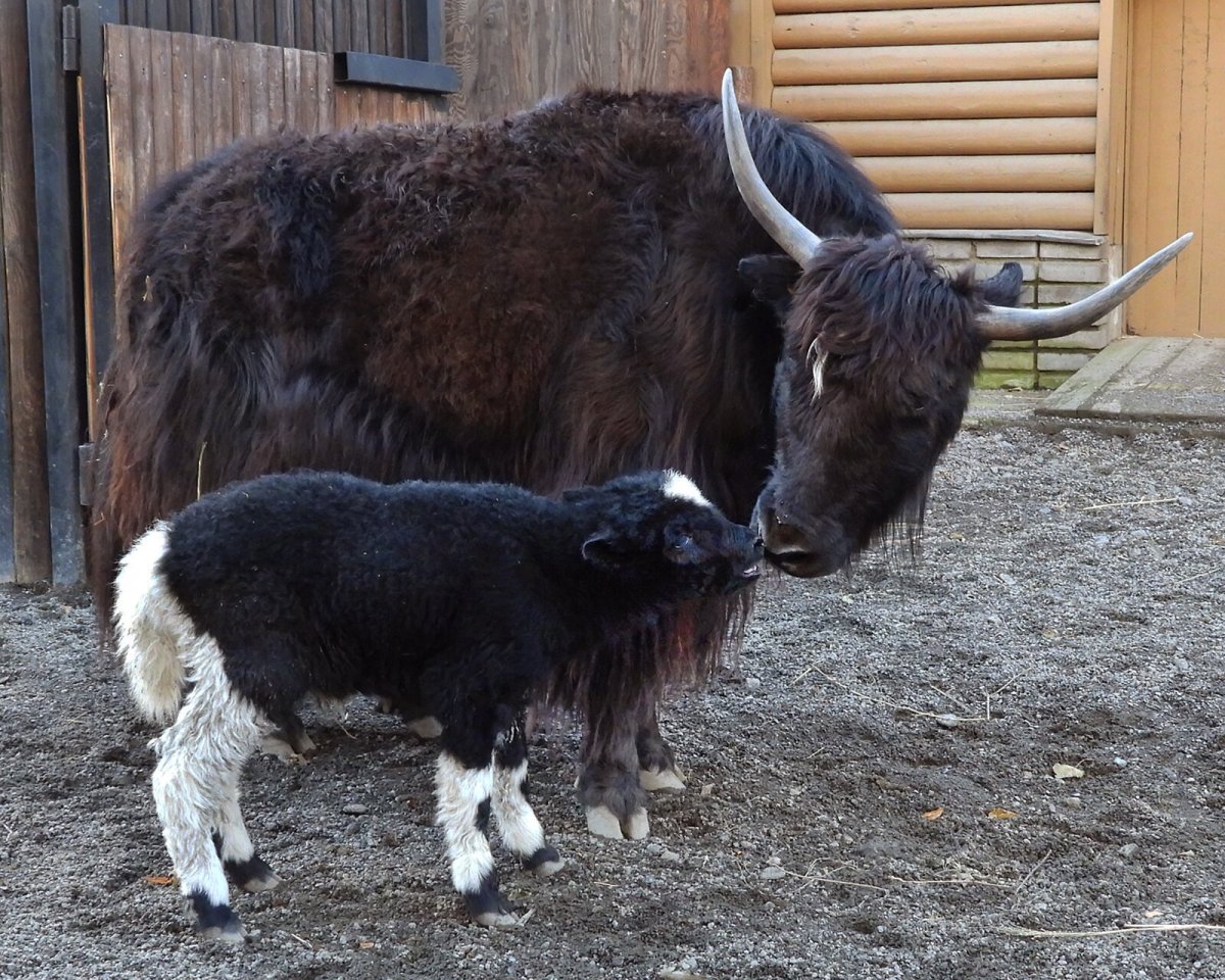 Як в Московском зоопарке