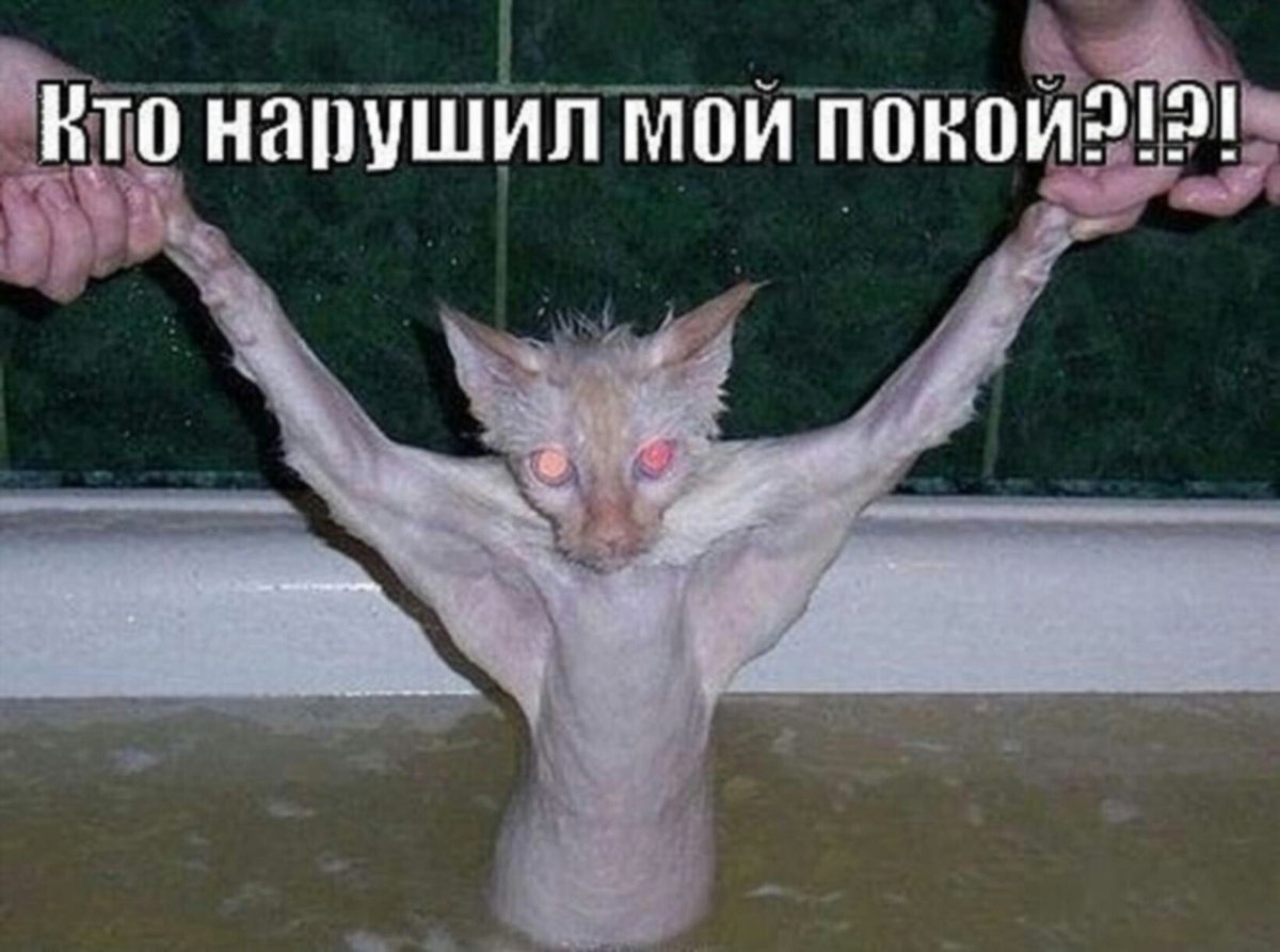 Милый котик на руках