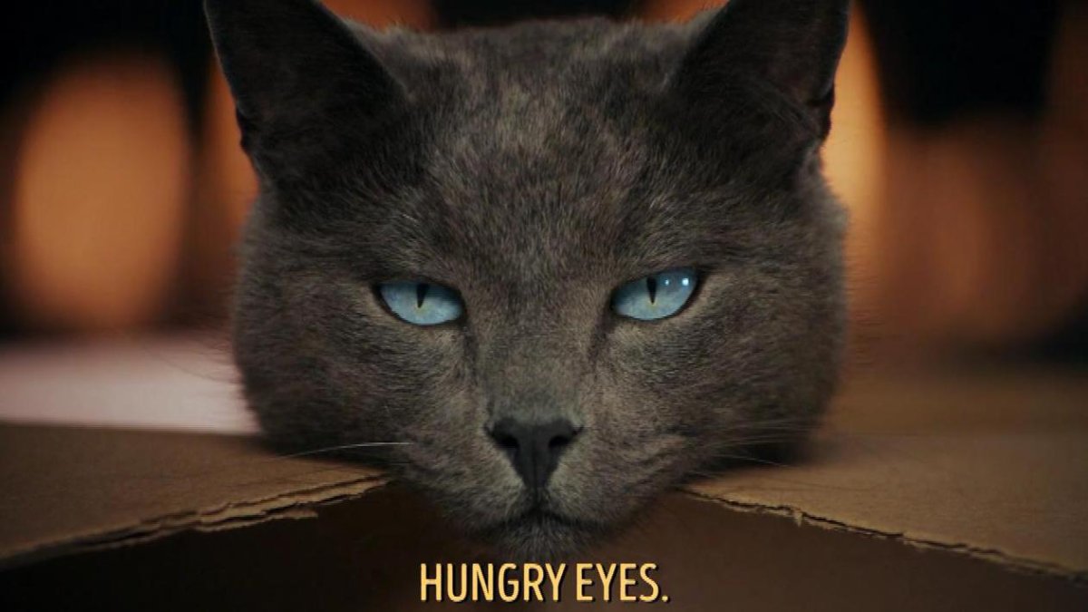 Кошка Шеба порода