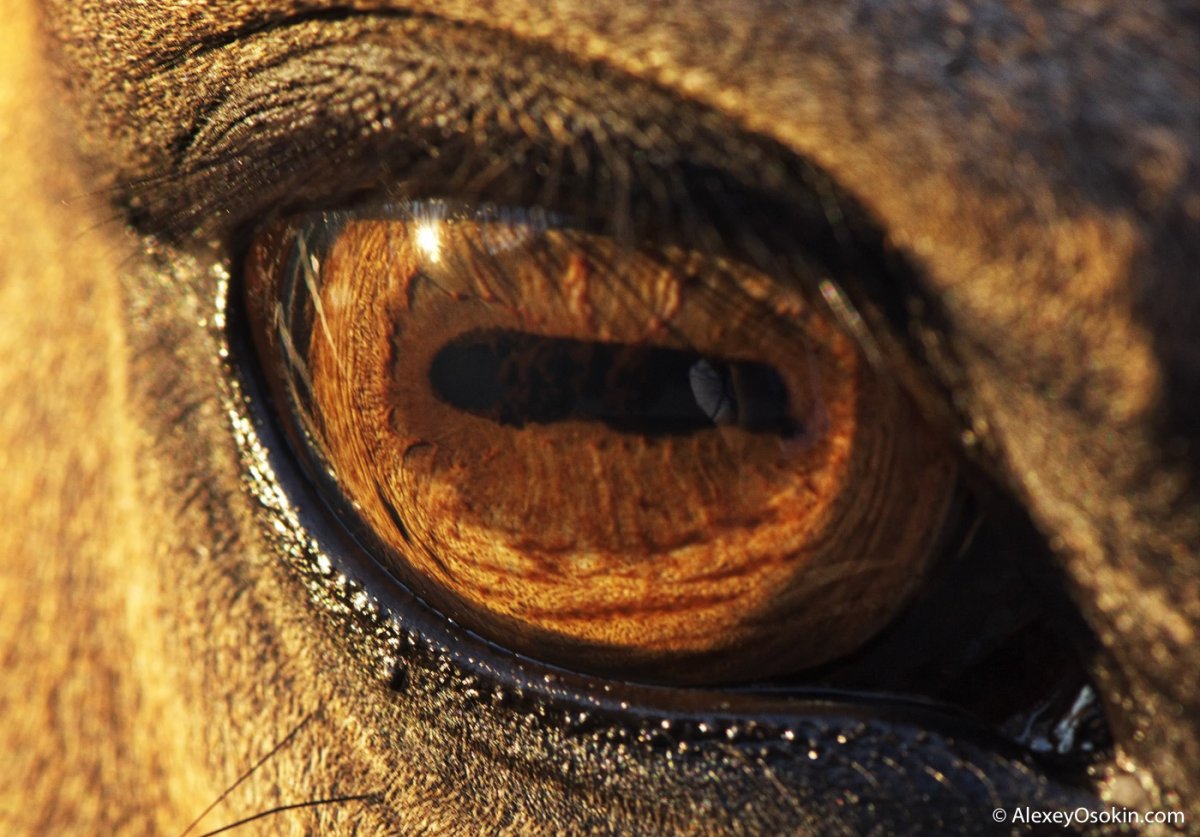 Текстура глаза лошади для фотосессии