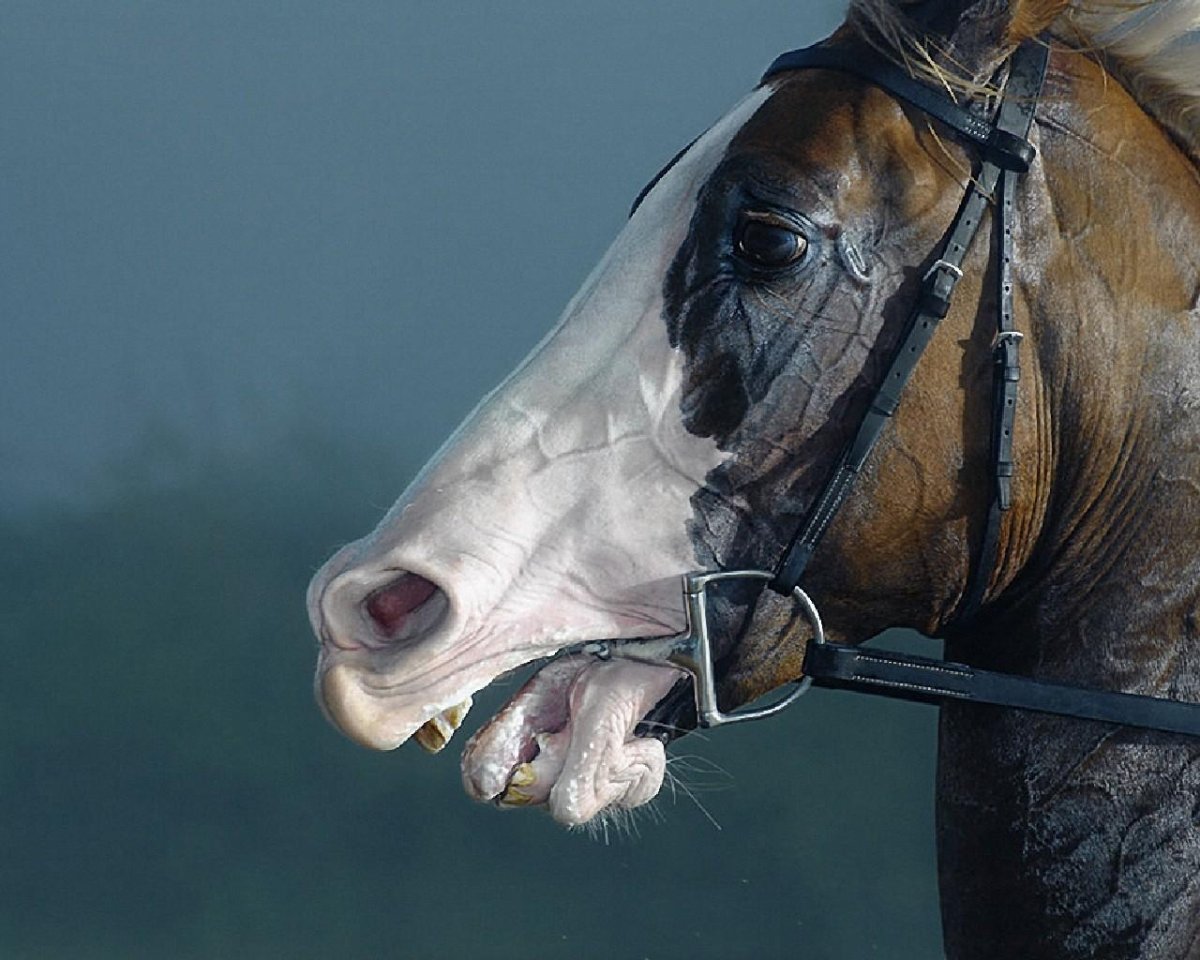 Глаз лошади