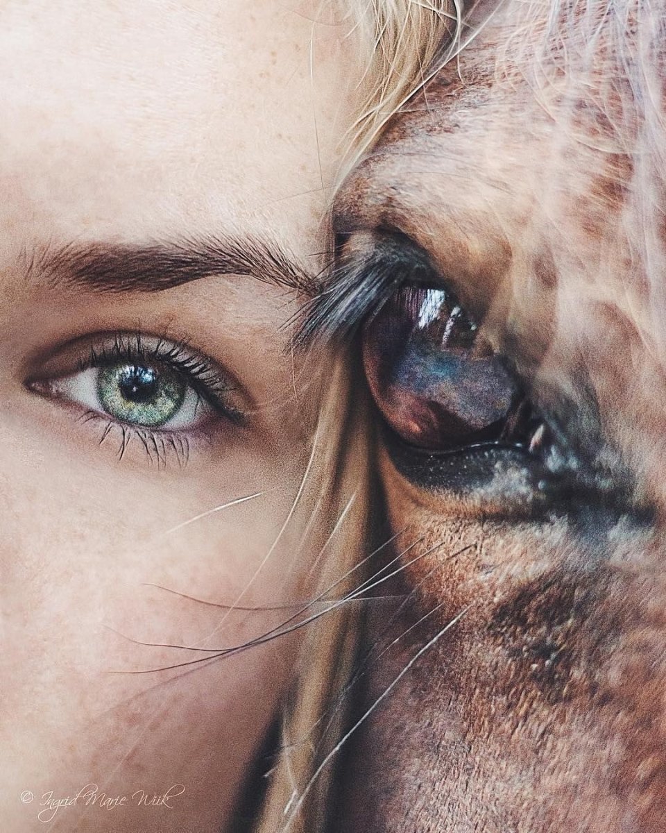 Проточина у лошади