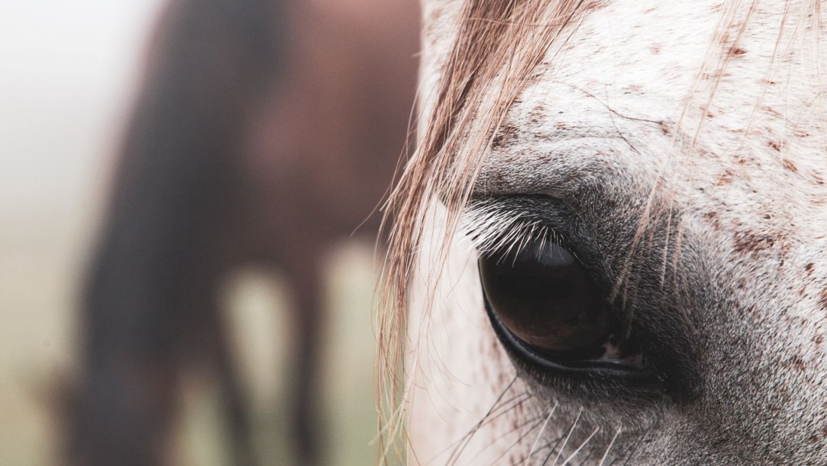 Зрачок лошади