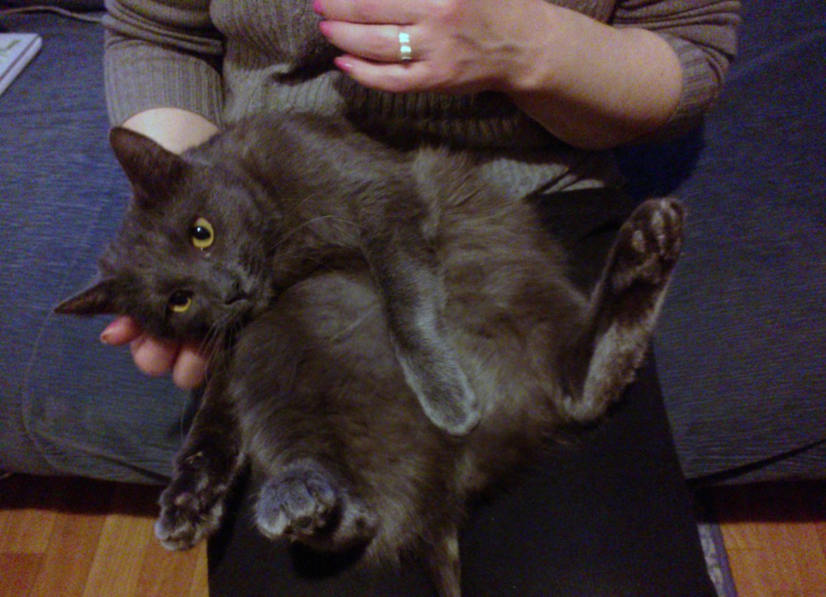 Шеба логотип