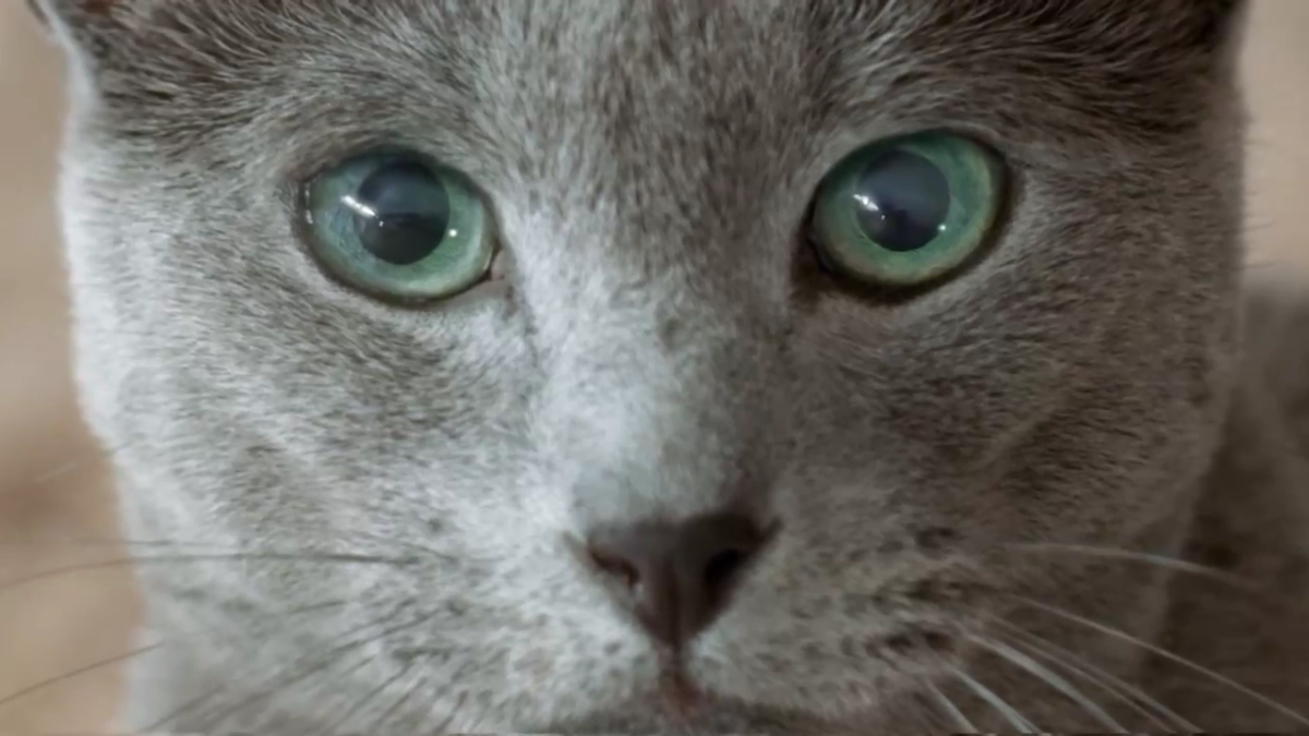 Шева корм для кошек