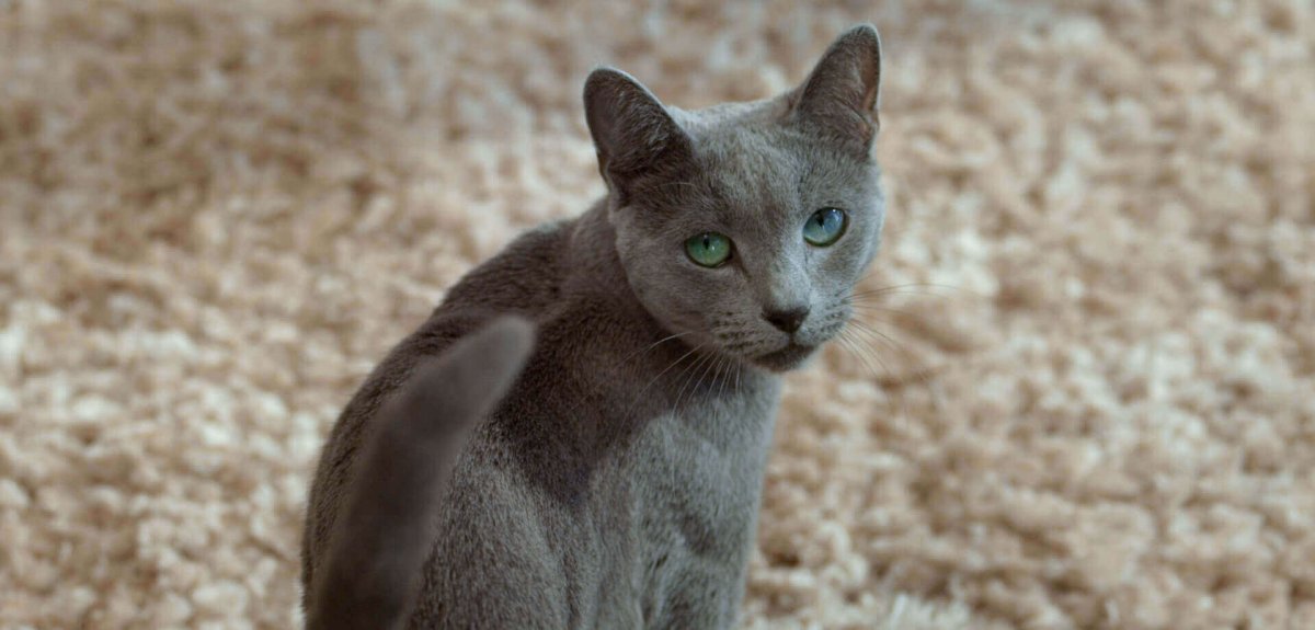 Реклама Шеба корм