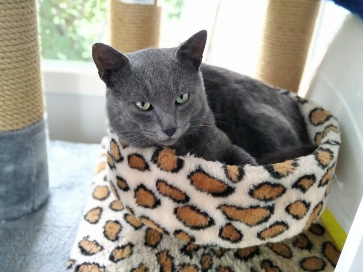 Sheba открытка