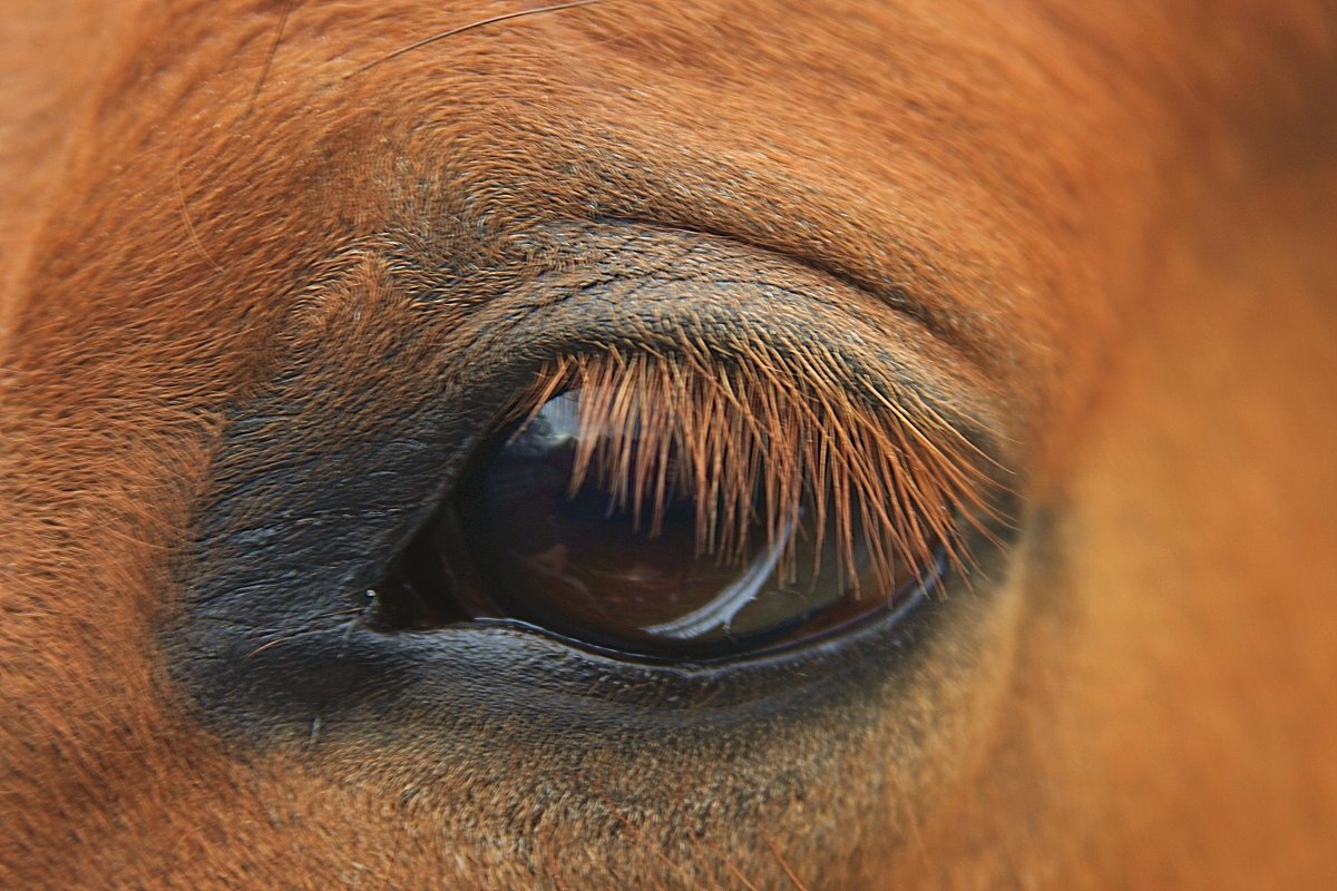 Глаз лошади и человека