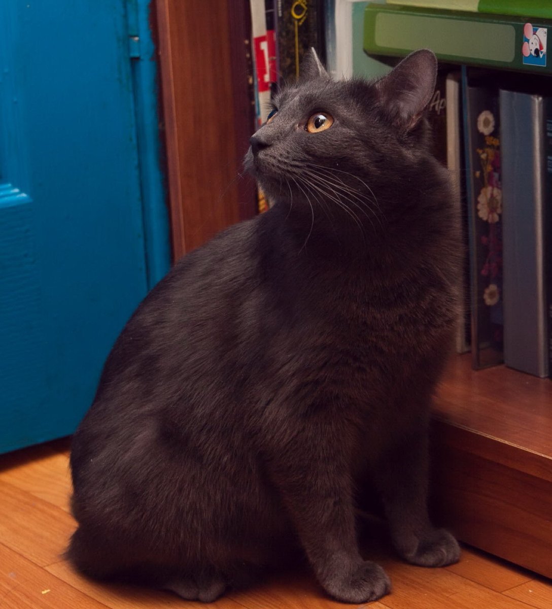 Кошка Шеба порода