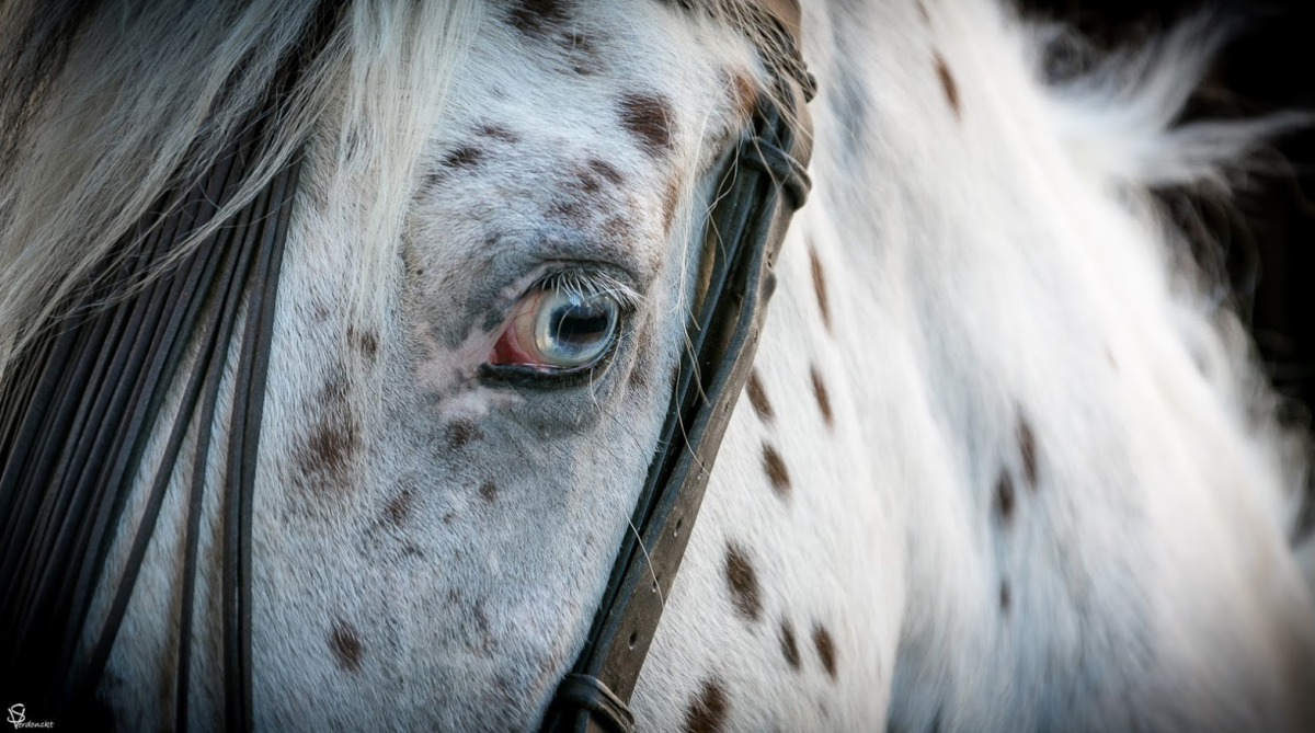 Голубоглазая лошадь
