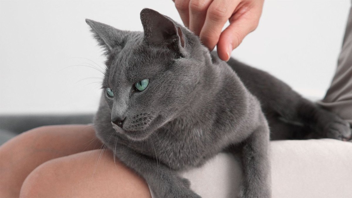 Реклама Шеба корм для кошек