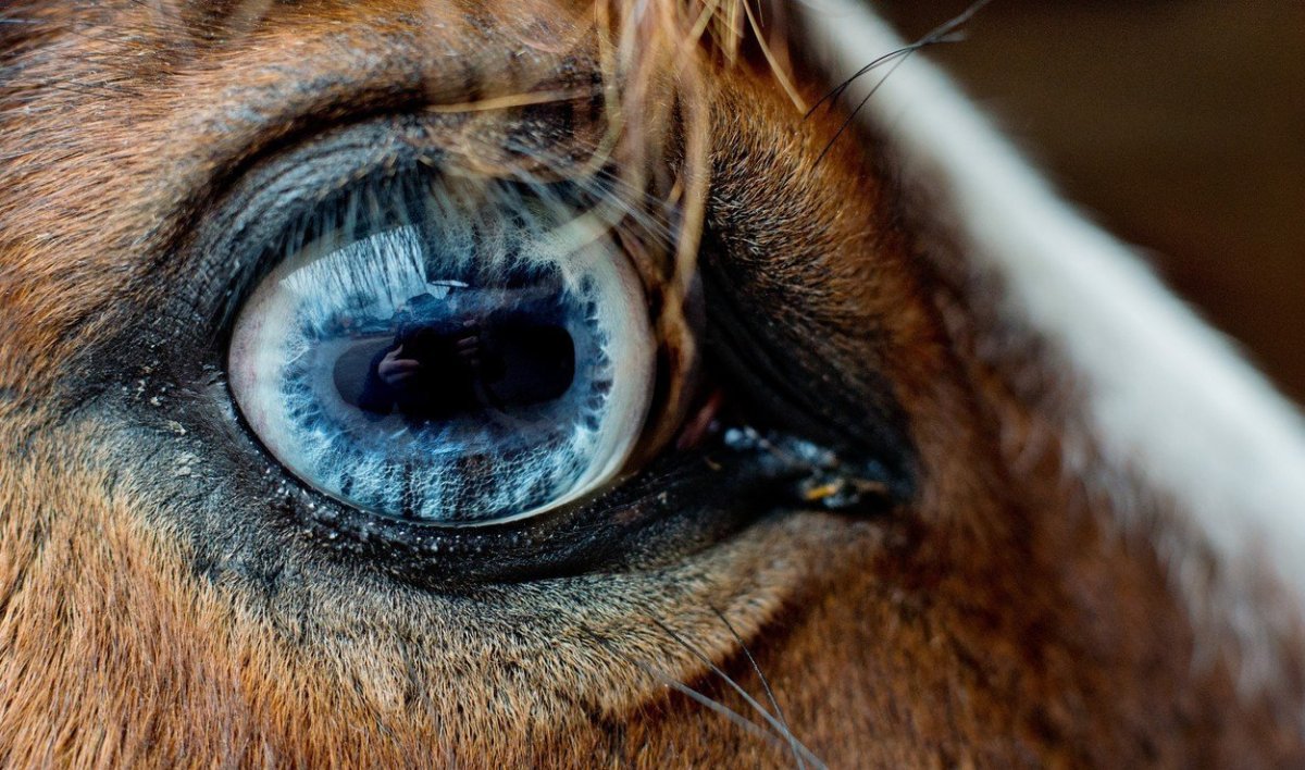 Лошадь с гетерохромией