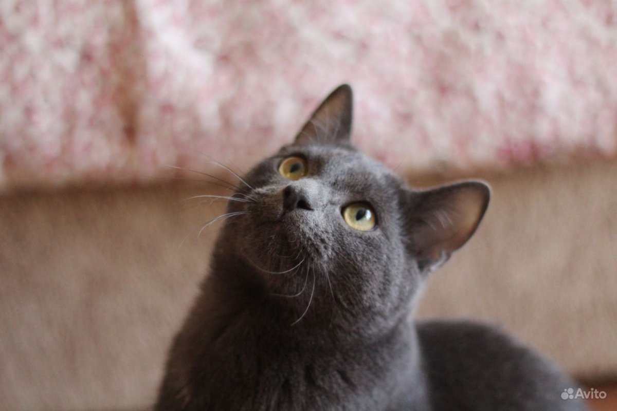 Кошка из рекламы Шеба