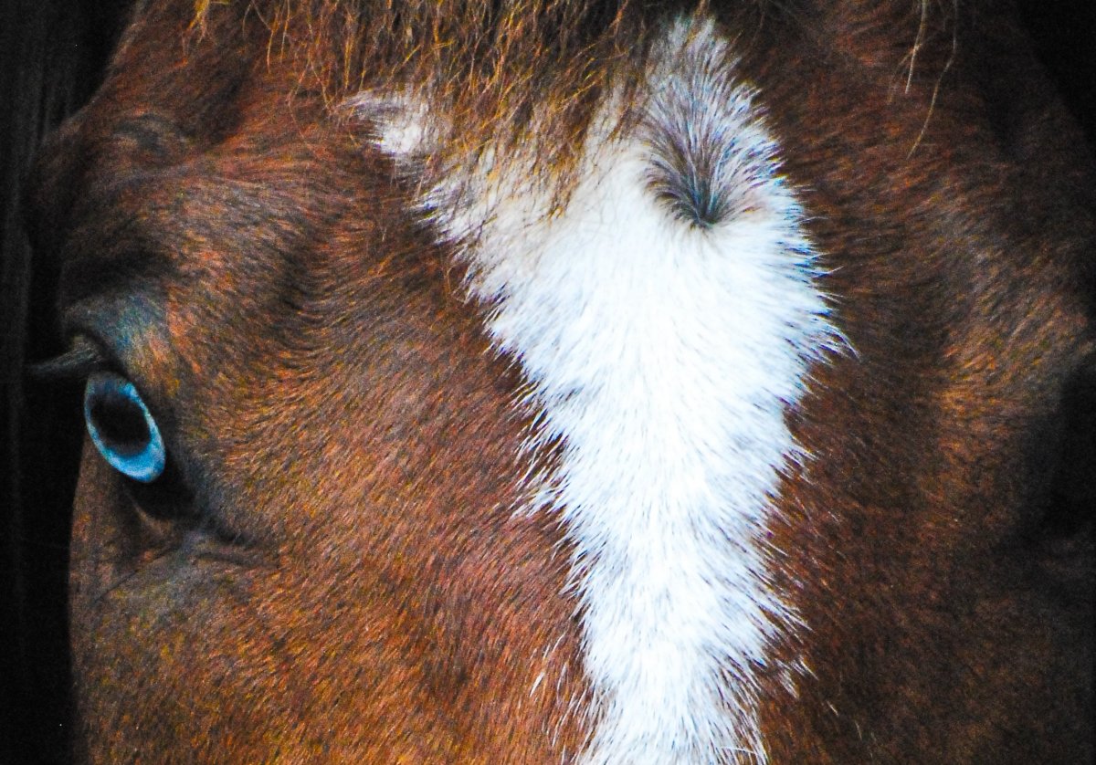 Конь с голубыми глазами