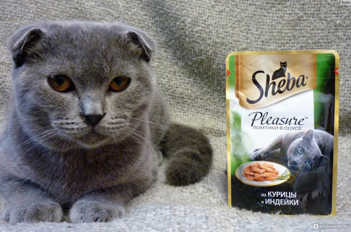 Реклама Шеба корм для кошек актеры