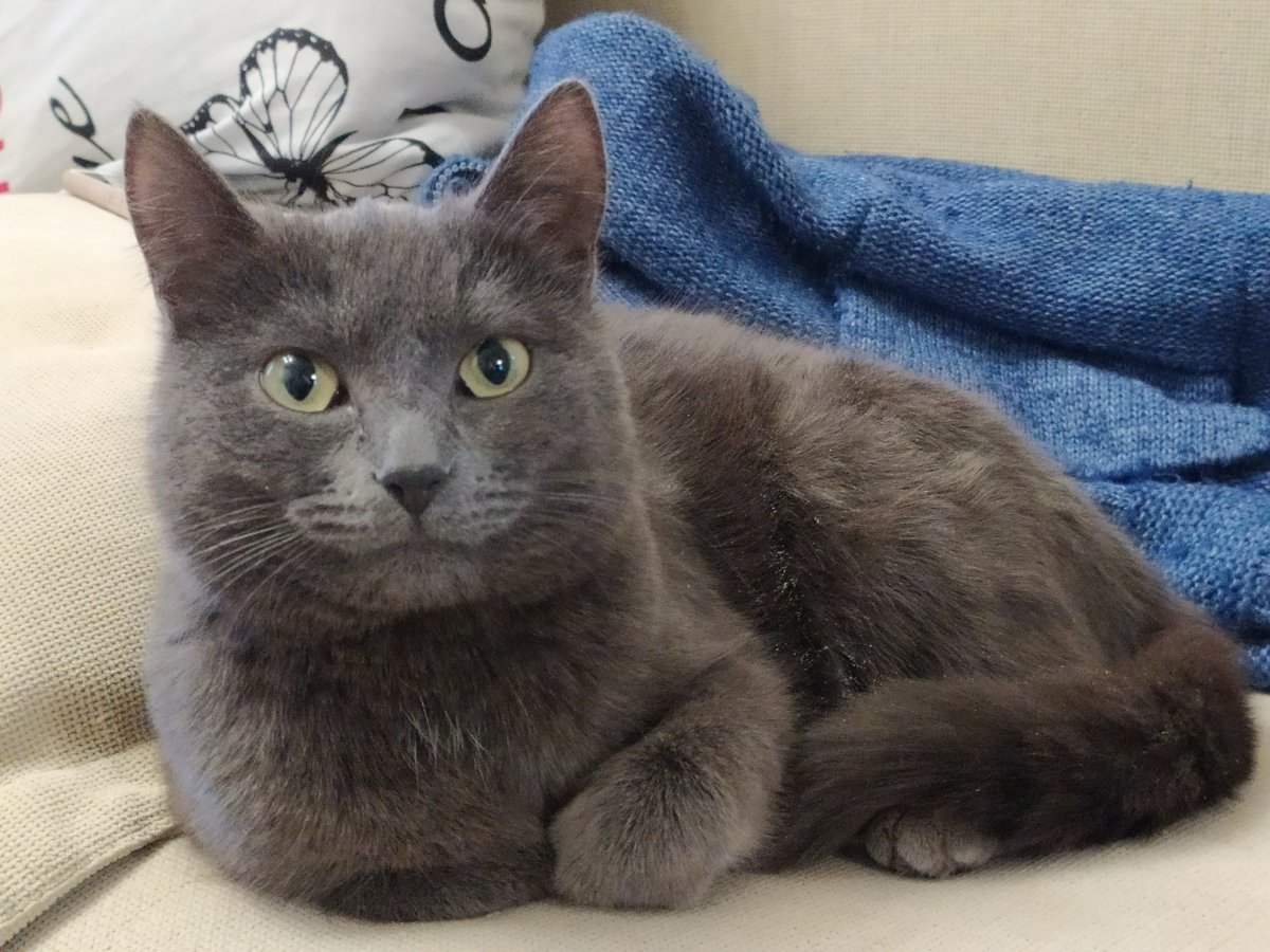 Кошка Шеба порода