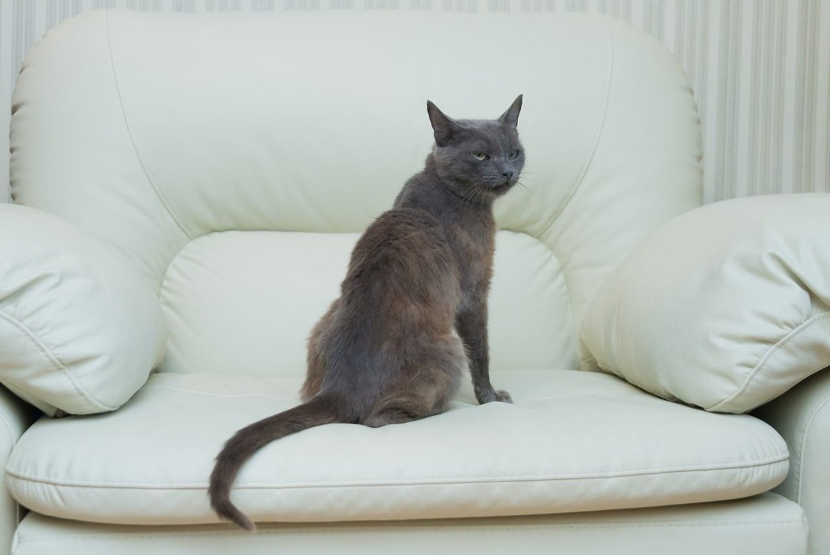 Реклама Sheba 2020