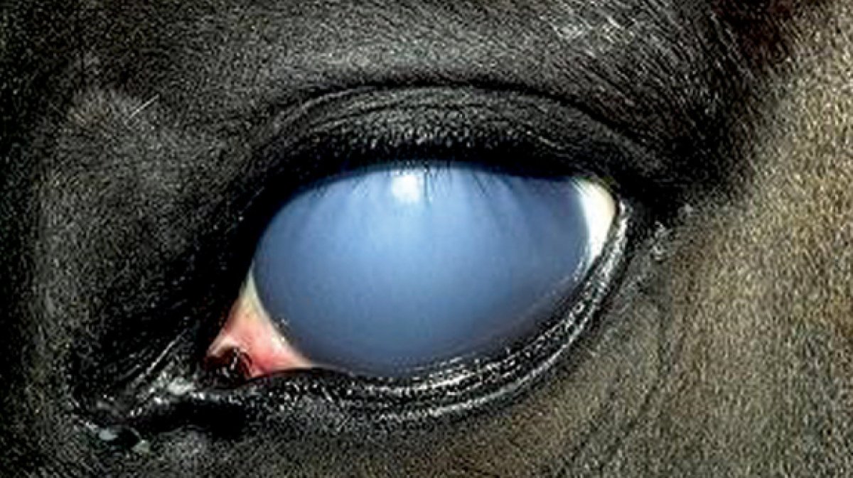 Горизонтальные зрачки