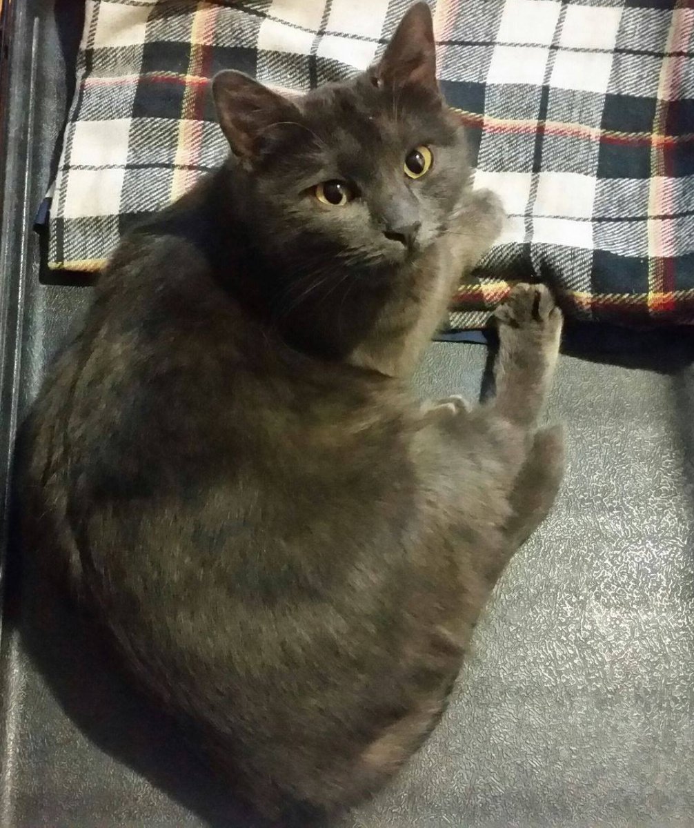 Кошка Шеба порода