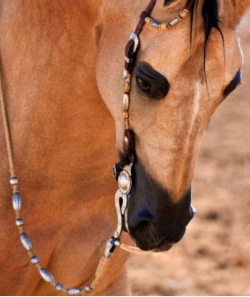 Глаз лошади