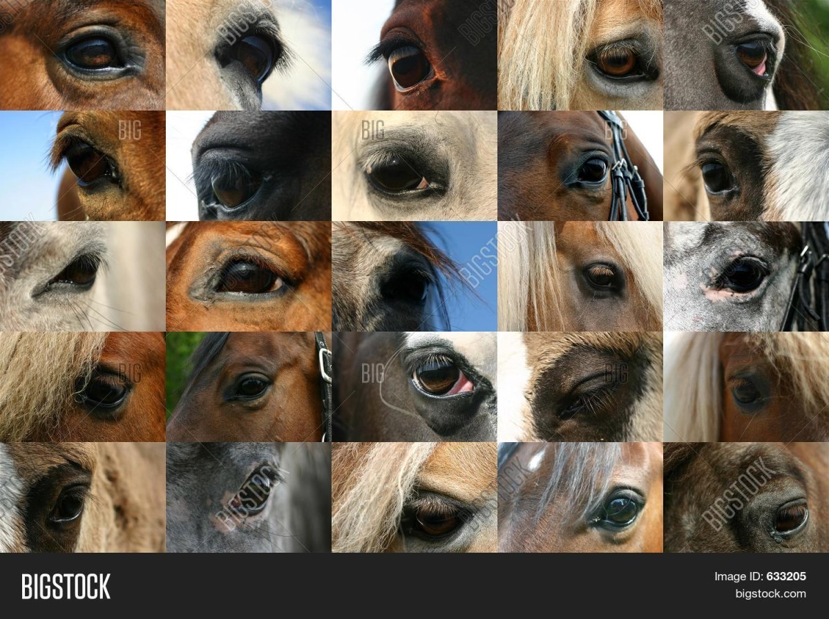 Глаза черной лошади