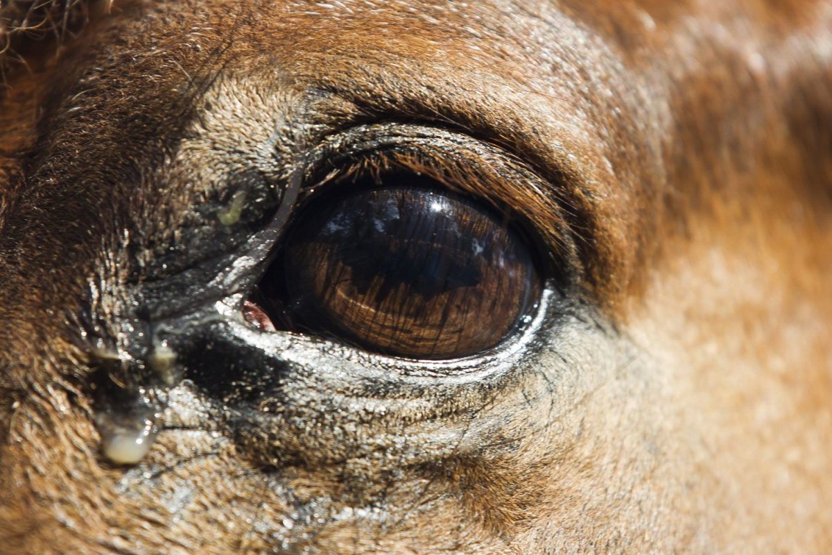 Глаз лошади вблизи