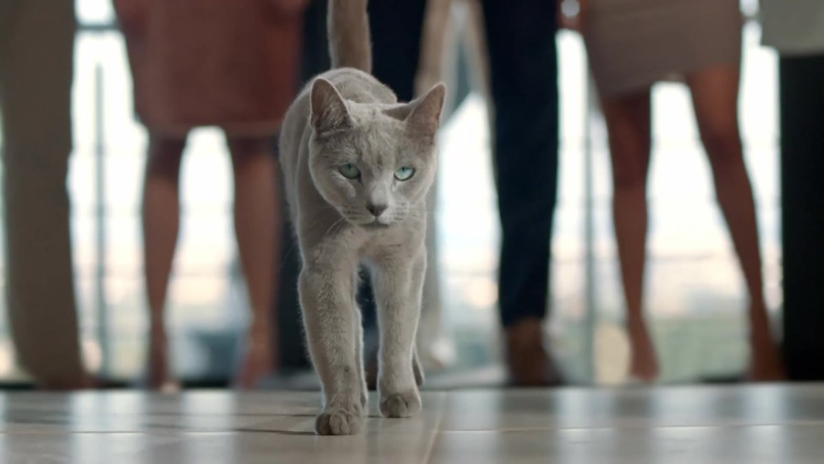 Реклама корма для кошек