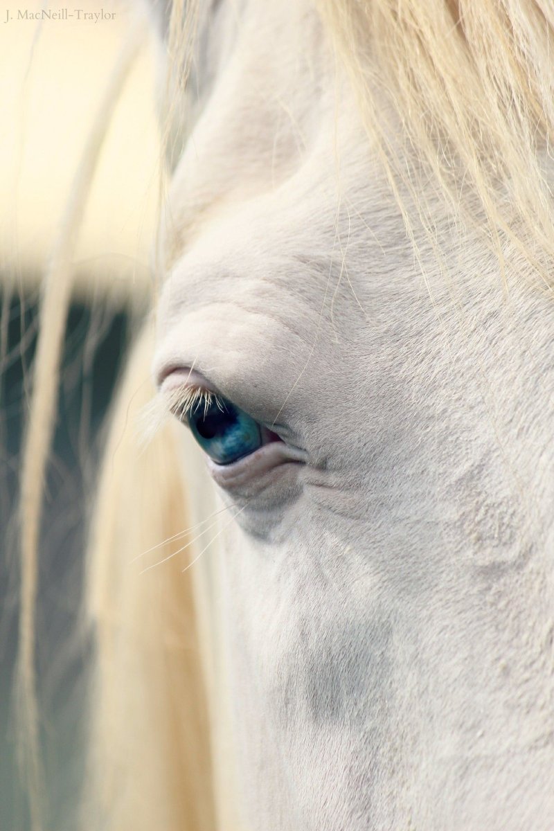 Зрачок лошади