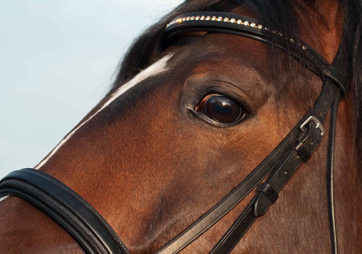 Глаз лошади живопись