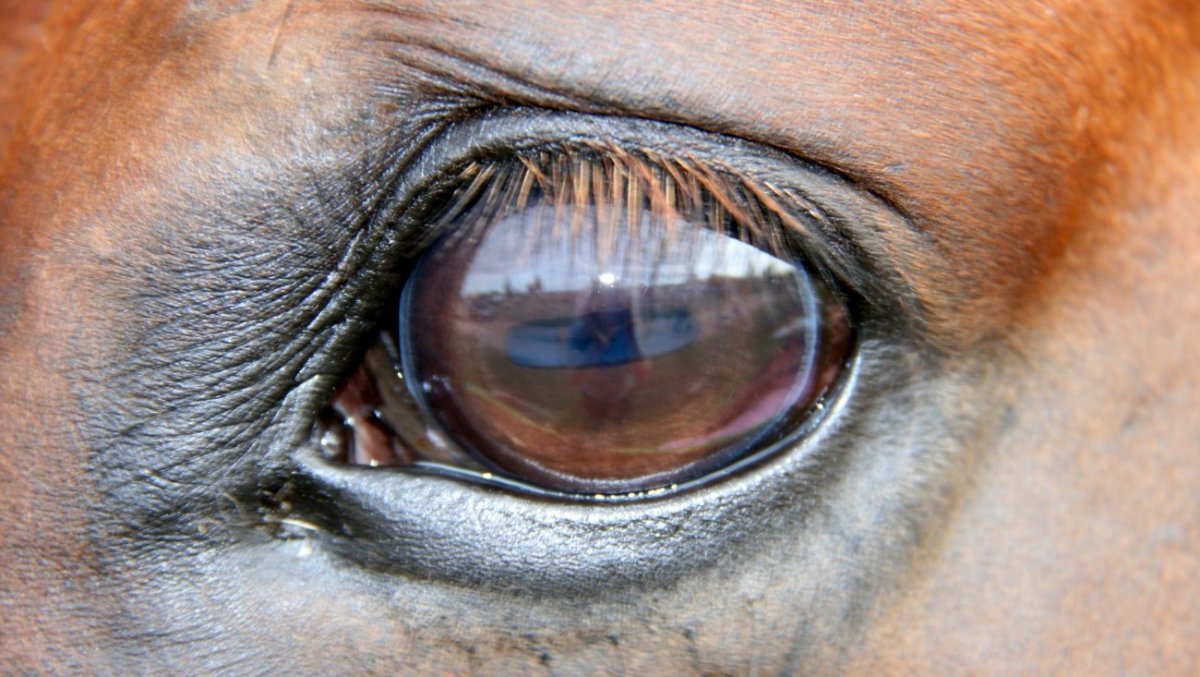 Лошадиный глаз