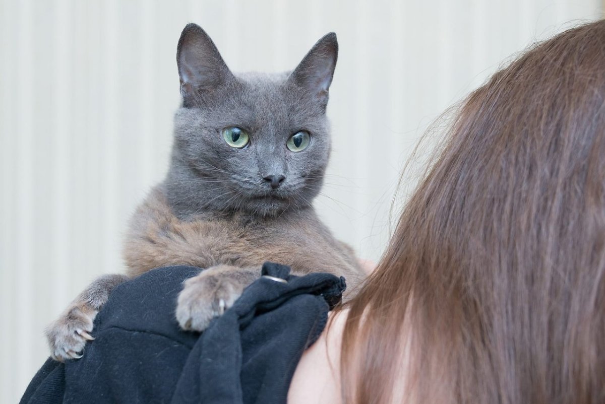 Кошка из рекламы Sheba