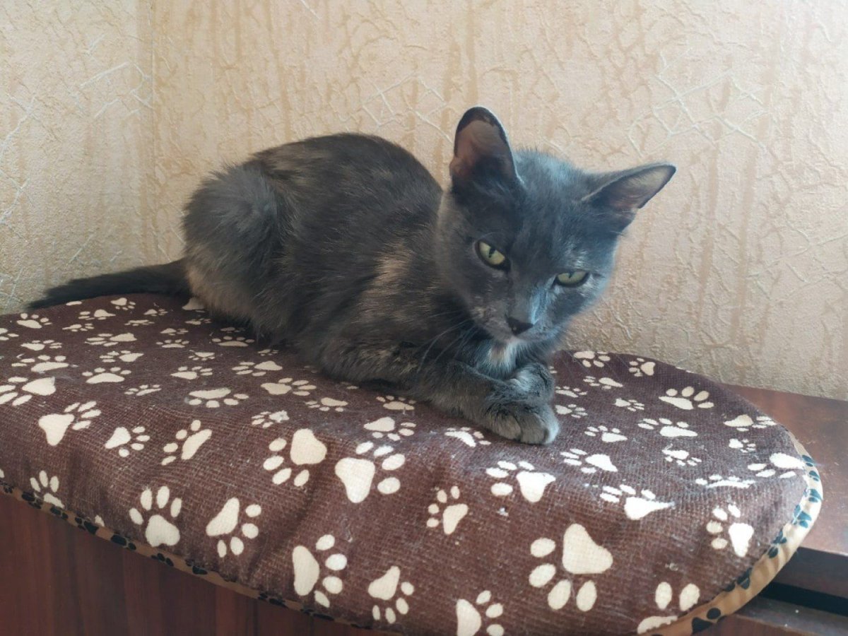 Шеба паштет для кошек