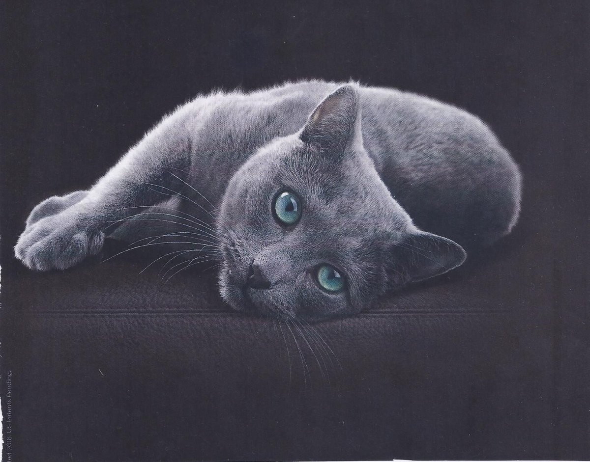 Кошка Шеба порода